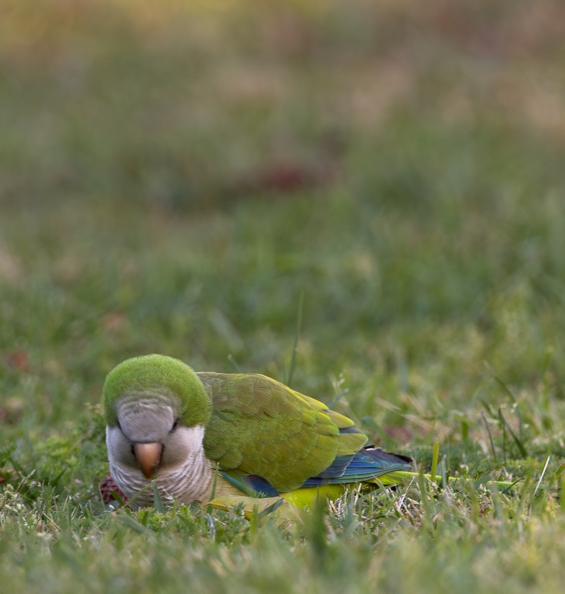 Mönchssittich - ML645492996