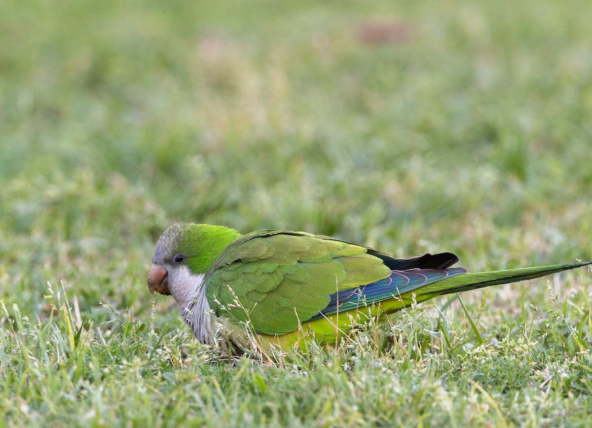 Mönchssittich - ML645492997