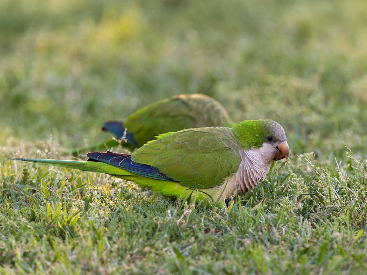 Mönchssittich - ML645492998