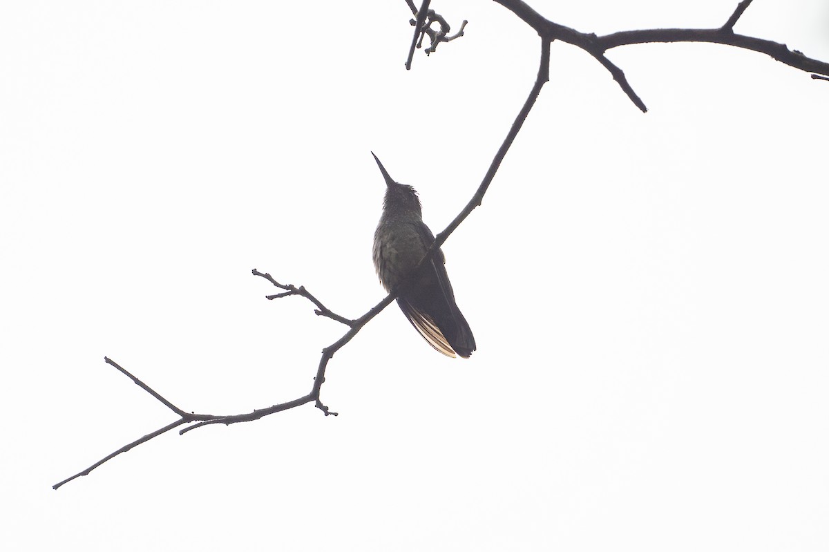 Schuppenbrustkolibri - ML645493005