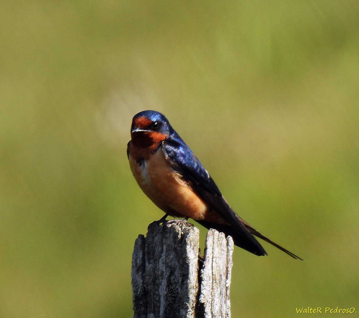 Ластівка сільська - ML645493010