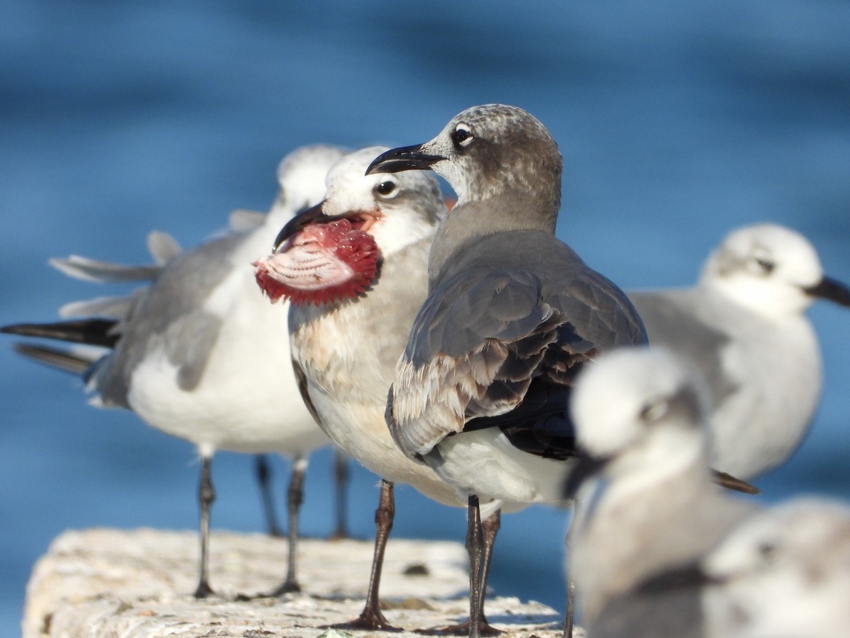 שחף צוחק - ML645493016