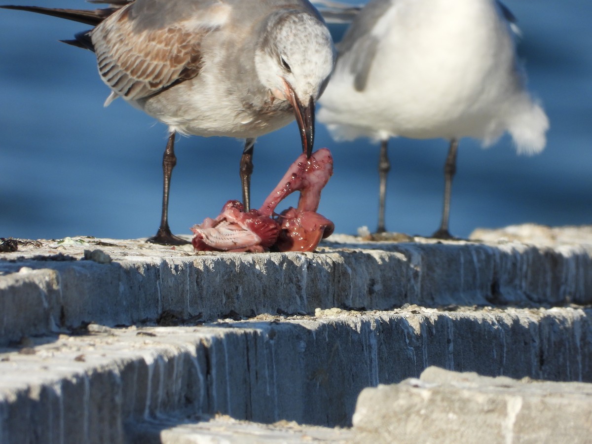 שחף צוחק - ML645493017