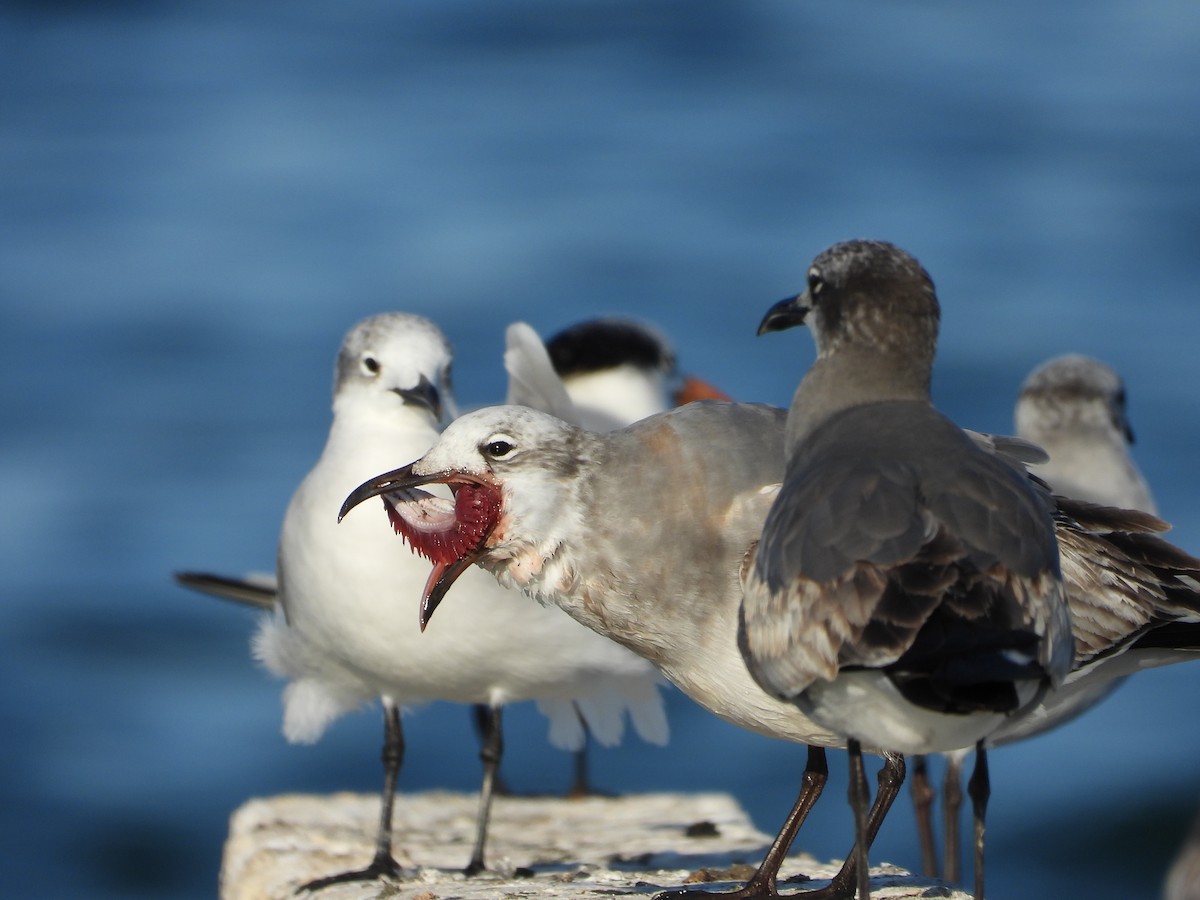 שחף צוחק - ML645493018