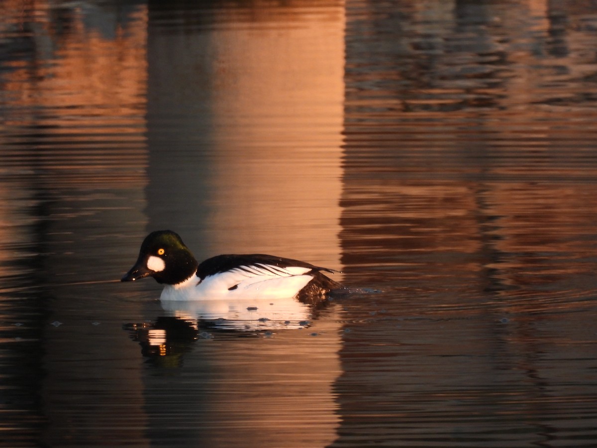 Common Goldeneye - ML645493019