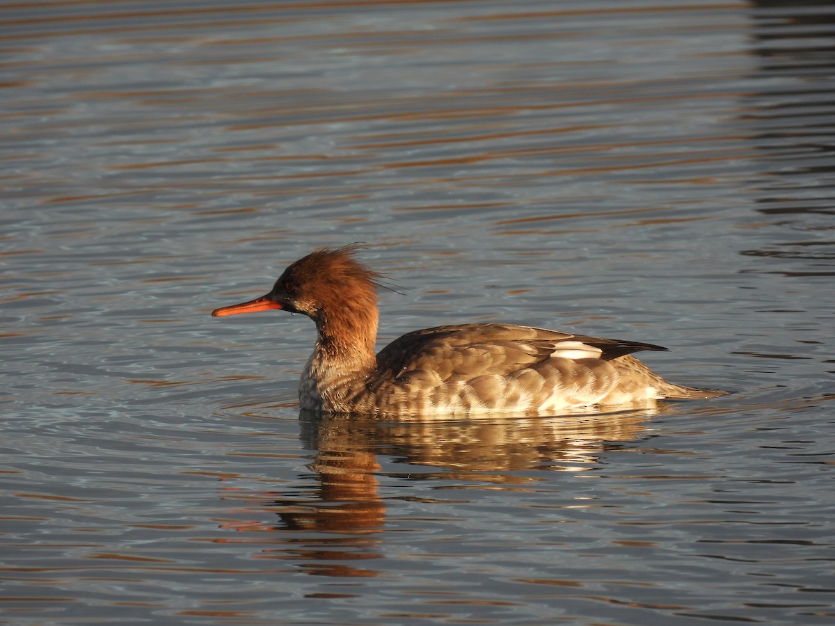 Red-breasted Merganser - ML645493025