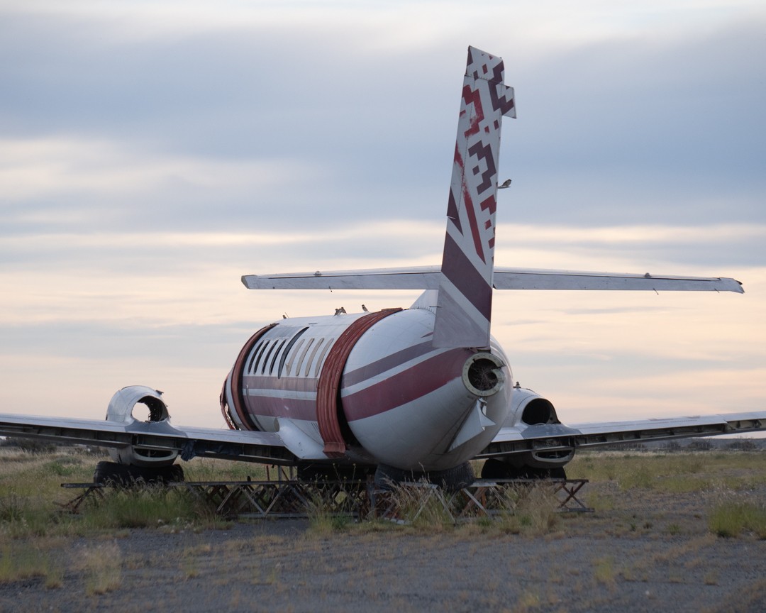 House Sparrow - ML645493026
