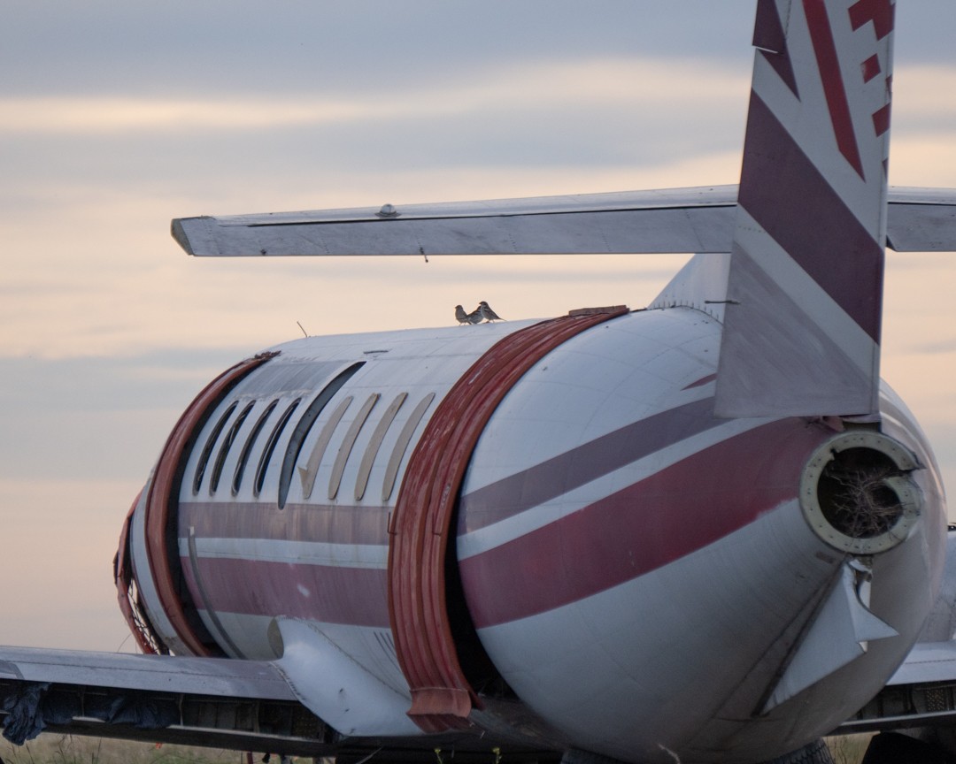 House Sparrow - ML645493027