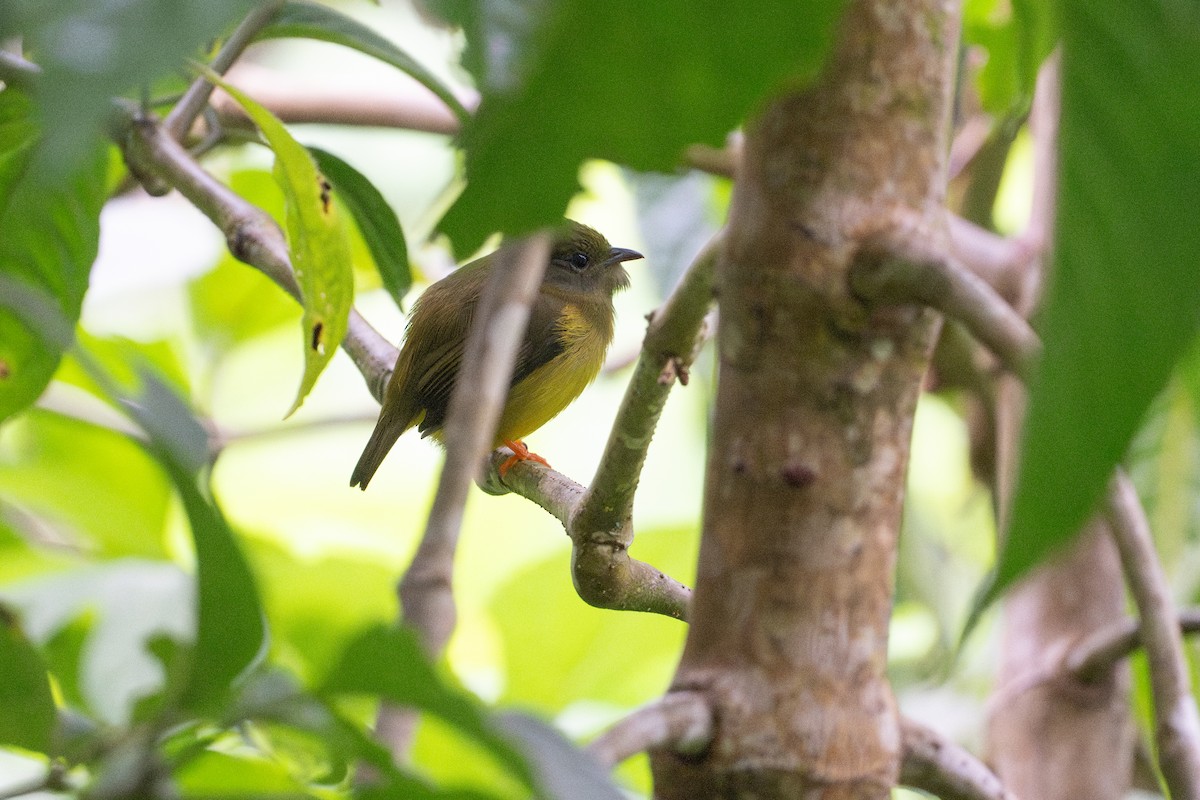 White-collared Manakin - ML645493028