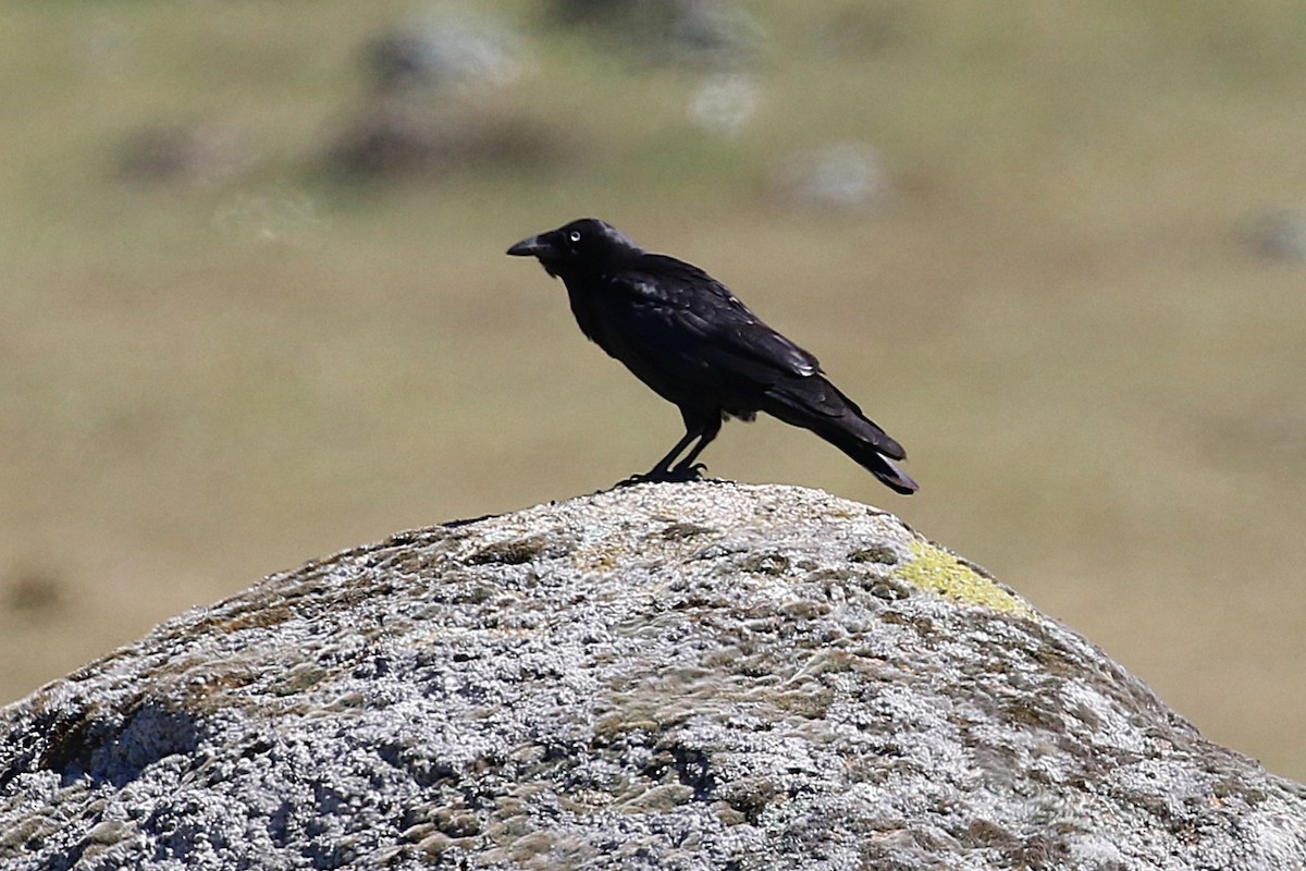 Южноавстралийский ворон - ML645493029