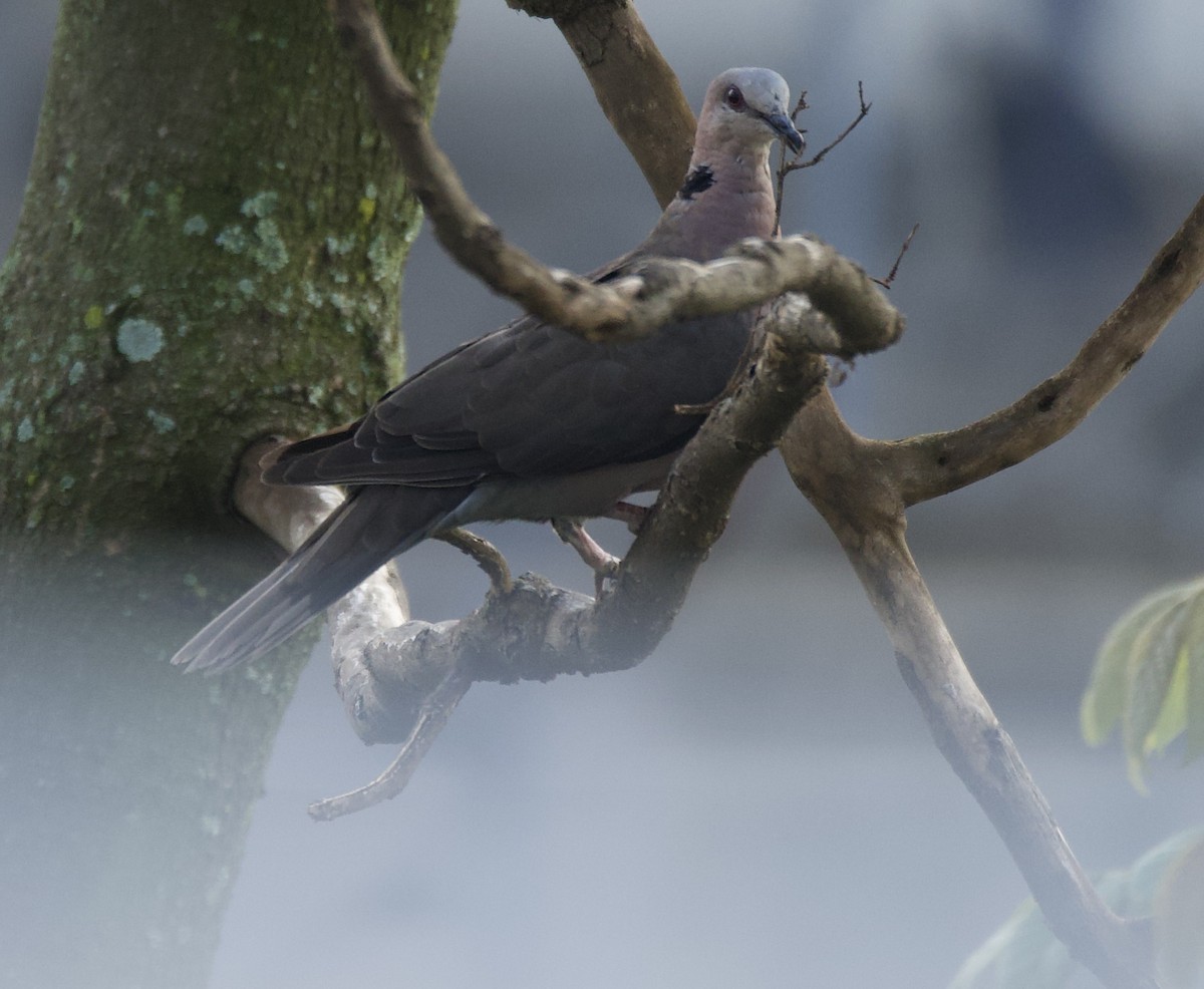 Red-eyed Dove - ML645493034