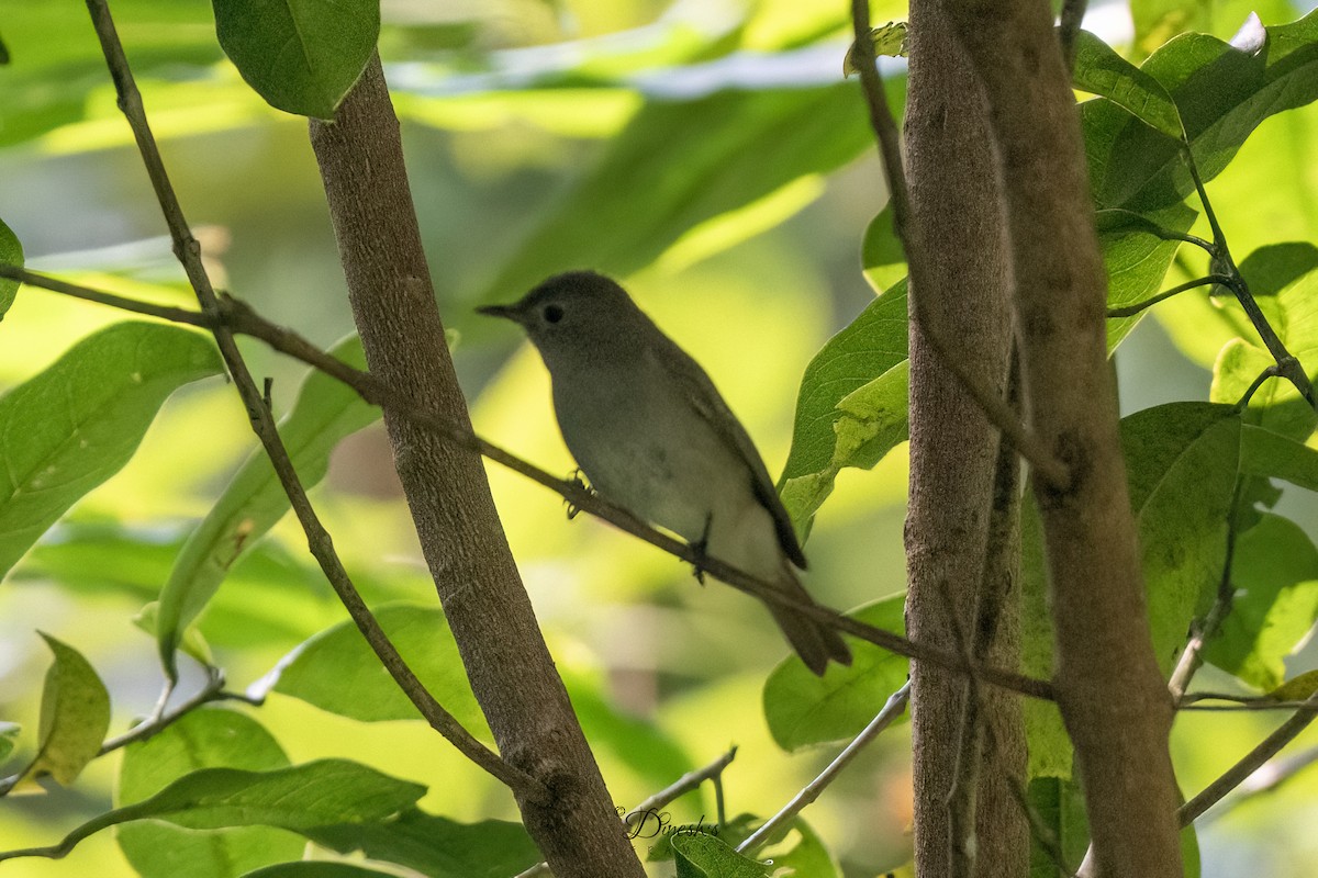 Al Kuyruklu Sinekkapan - ML645493048