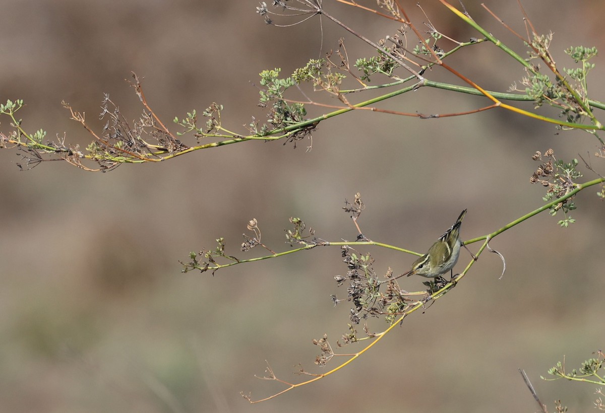 Yellow-browed Warbler - ML645493051