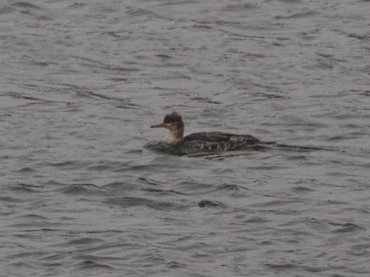 Red-breasted Merganser - ML645493058