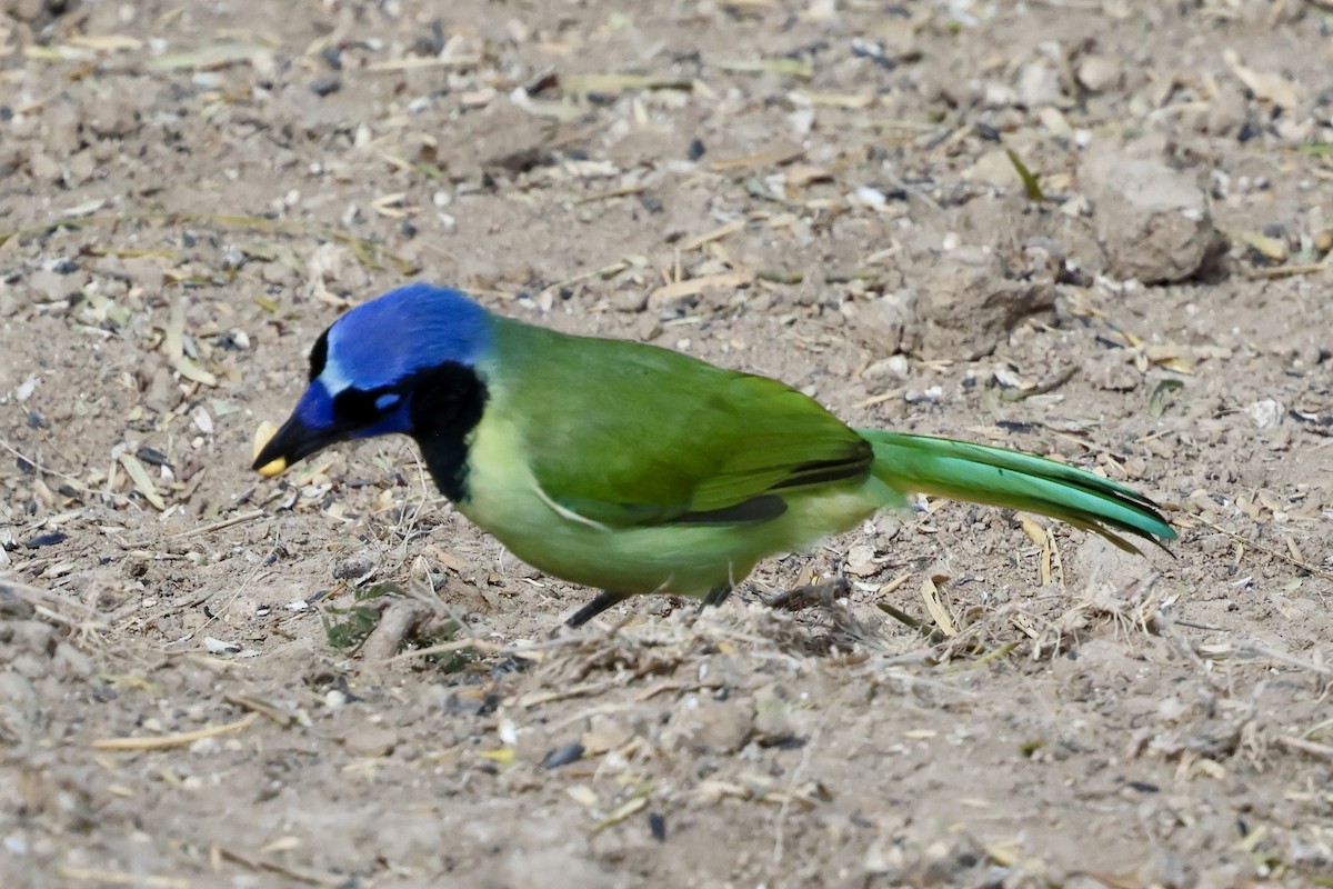 Geai vert - ML645493059