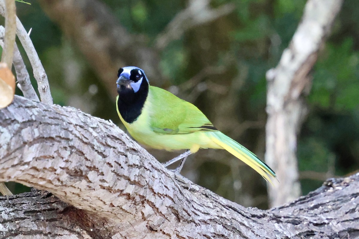 Geai vert - ML645493060