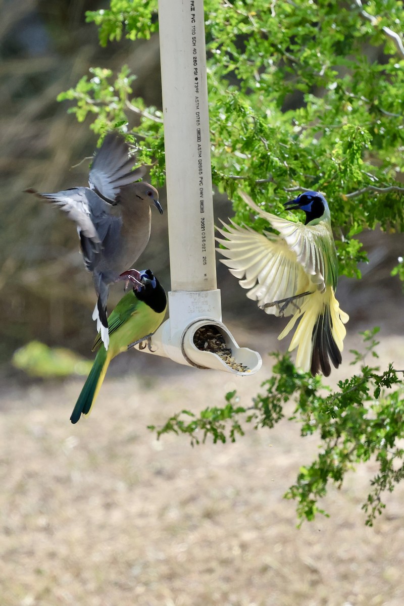 Geai vert - ML645493061