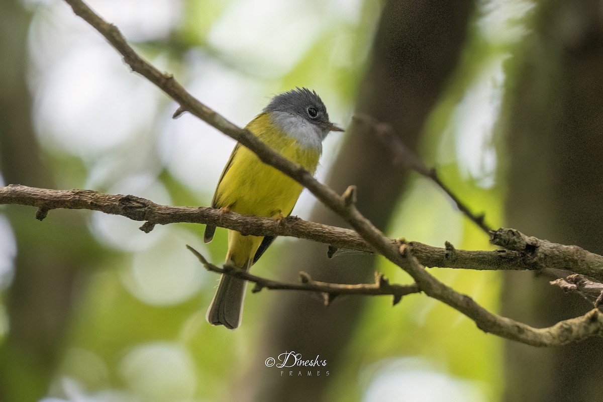 Gray-headed Canary-Flycatcher - ML645493062