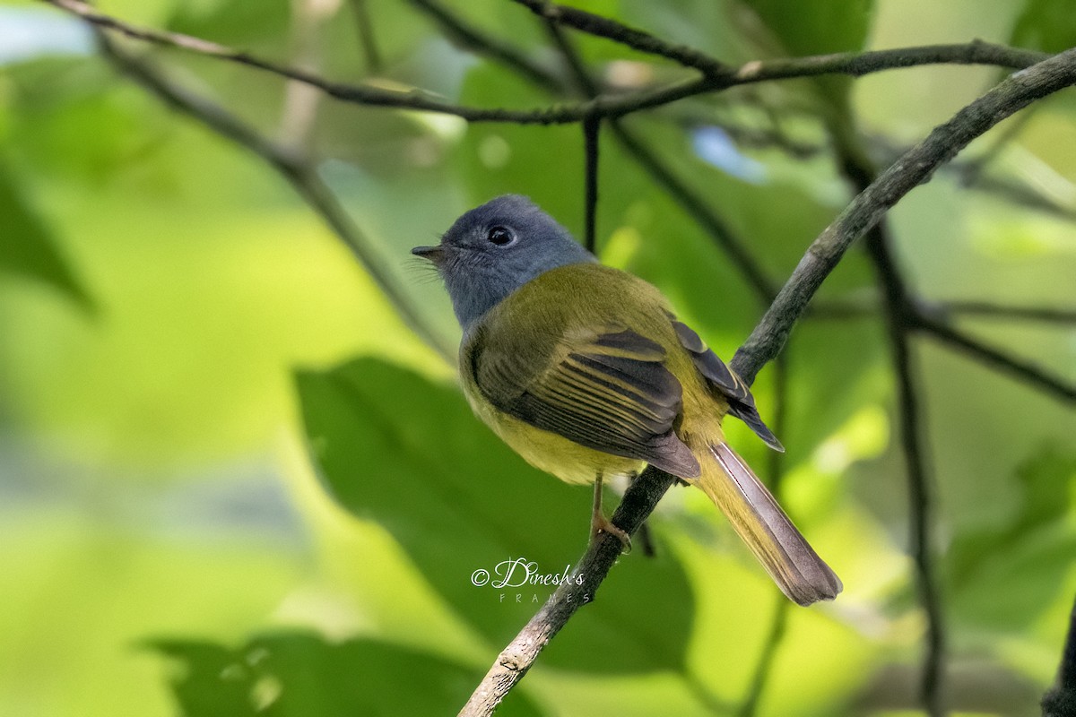 Gray-headed Canary-Flycatcher - ML645493066