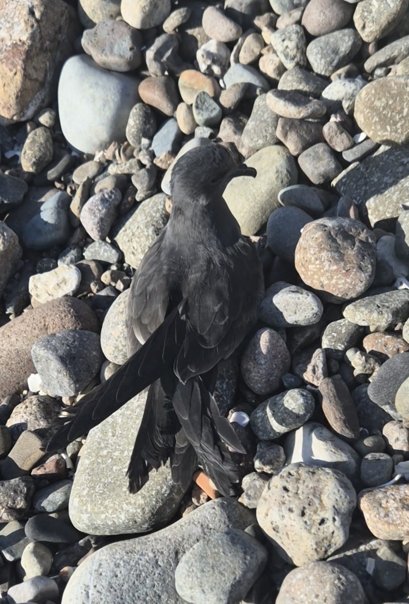 Markham's Storm-Petrel - ML645493068
