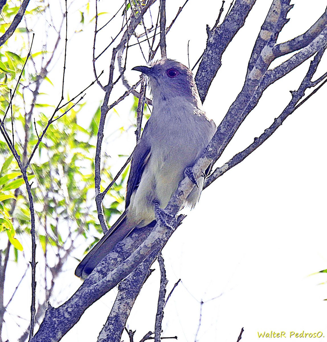 Пепельная пиайя - ML645493069