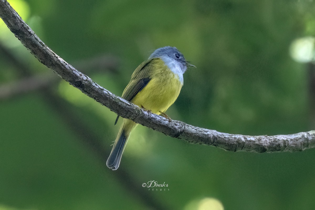 Gray-headed Canary-Flycatcher - ML645493070