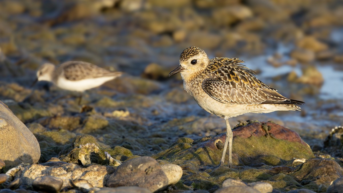 Pacific Golden-Plover - ML645493077