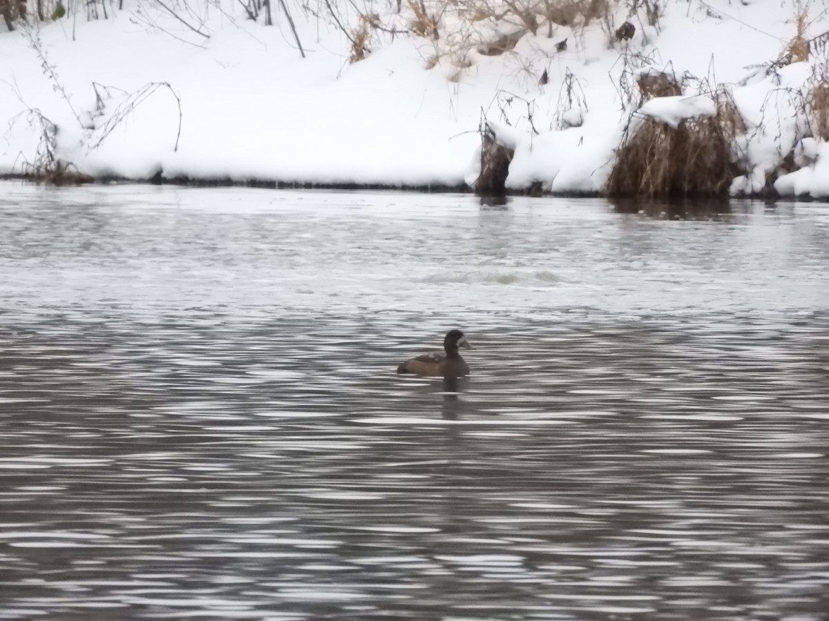 スズガモ - ML645493078