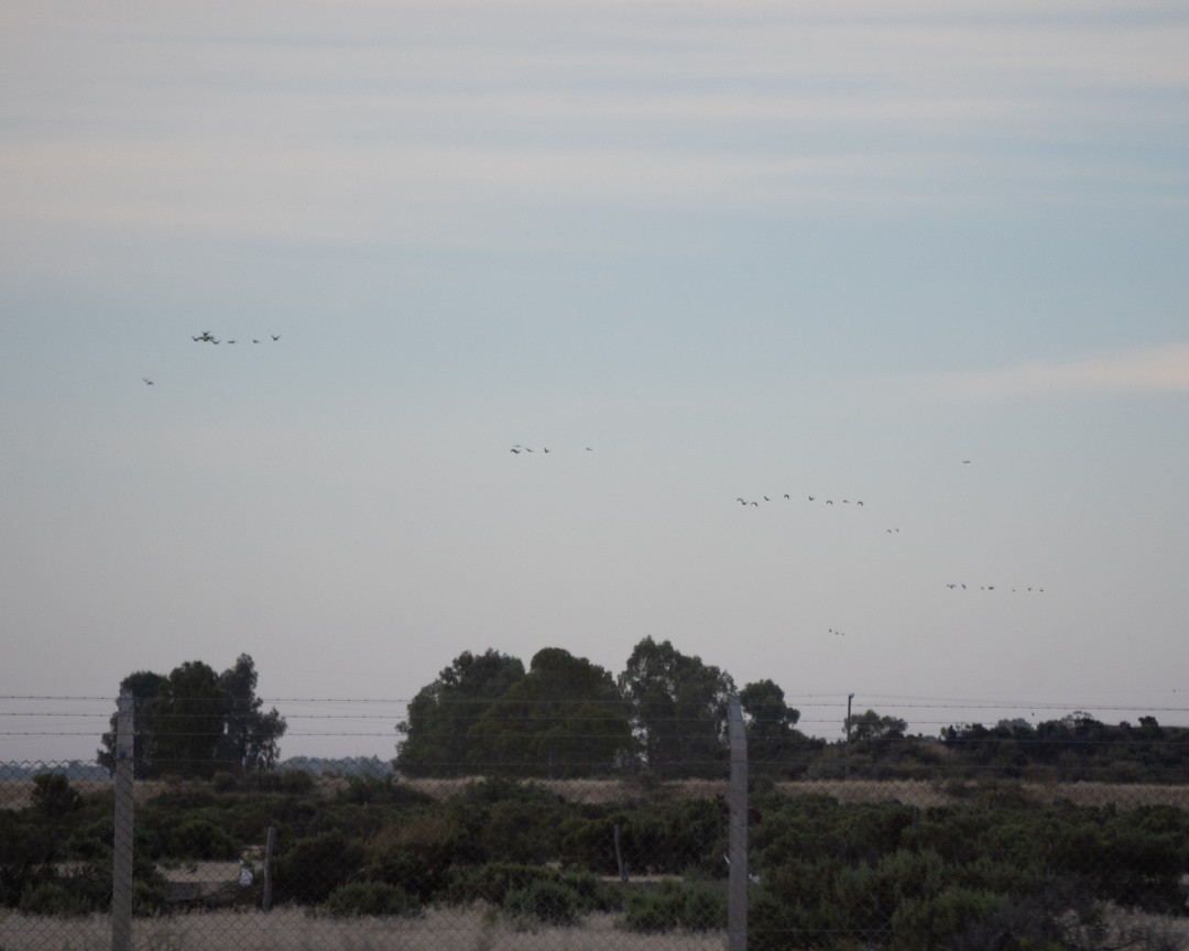 Burrowing Parakeet - ML645493080