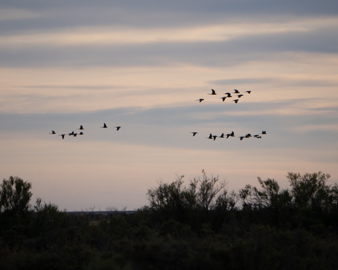 Burrowing Parakeet - ML645493081