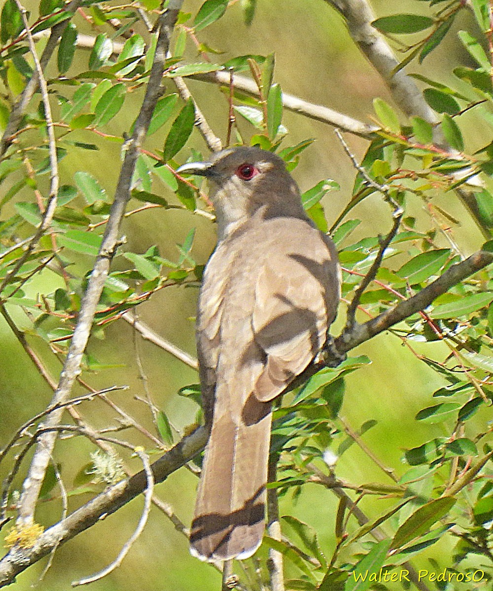 Пепельная пиайя - ML645493106