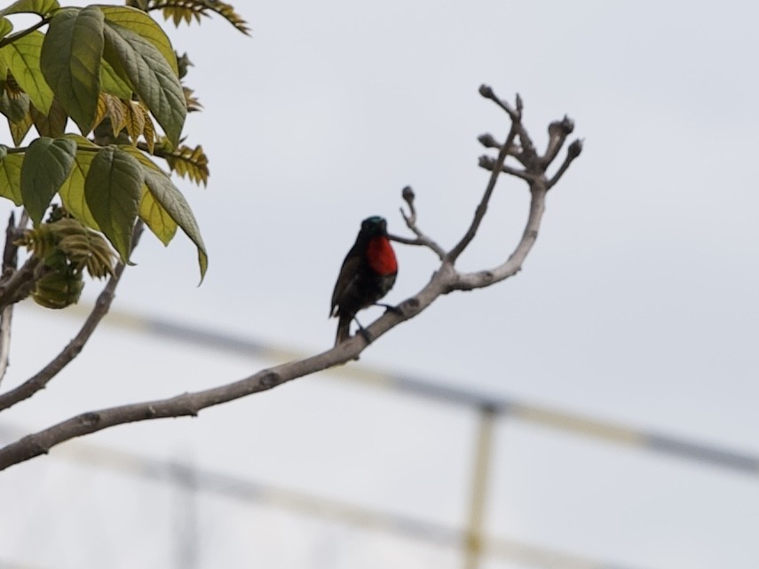 Scarlet-chested Sunbird - ML645493119