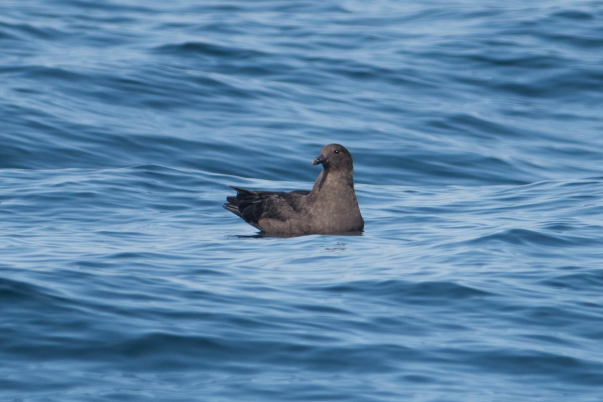 South Polar Skua - ML645493120