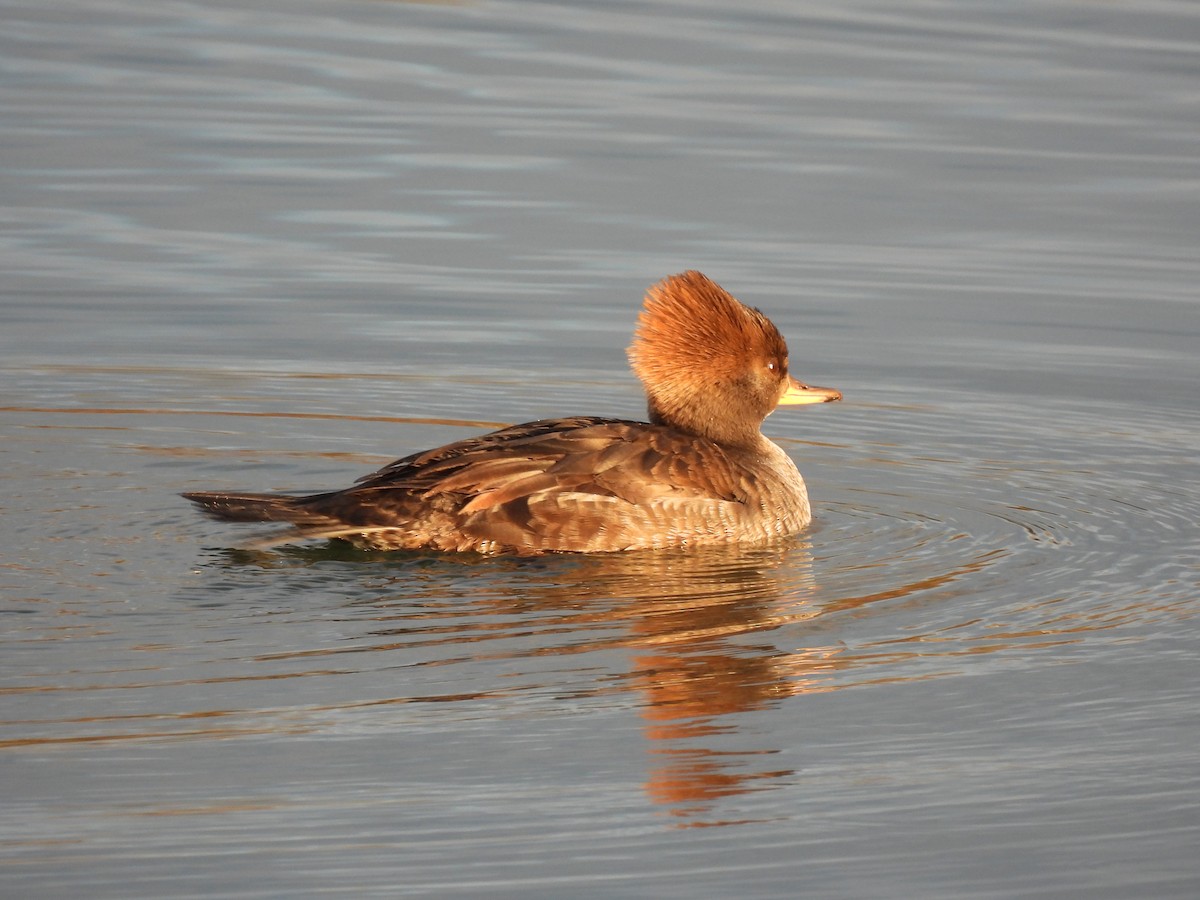 Hooded Merganser - ML645493128