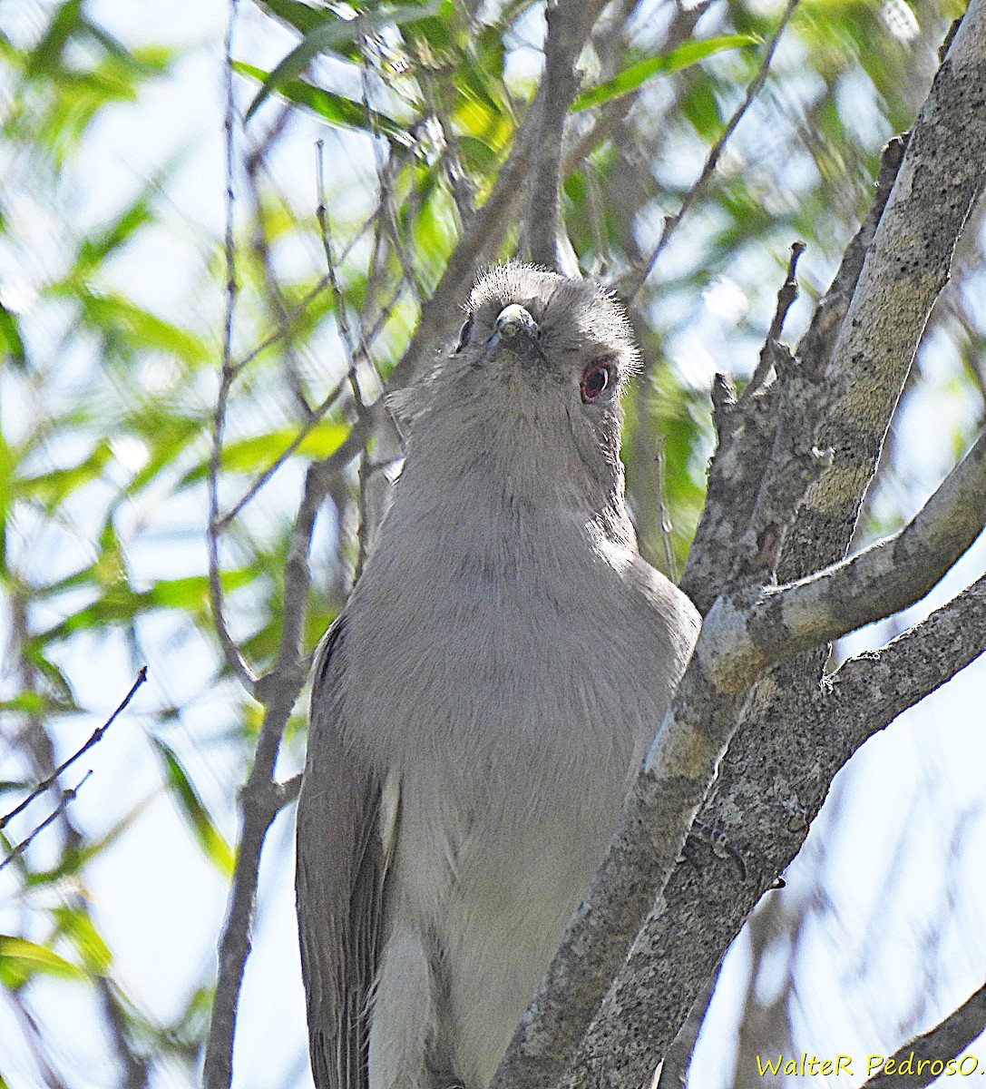 Пепельная пиайя - ML645493141
