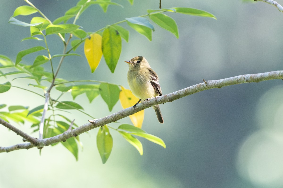 Mosquero Ventriamarillo - ML645493157