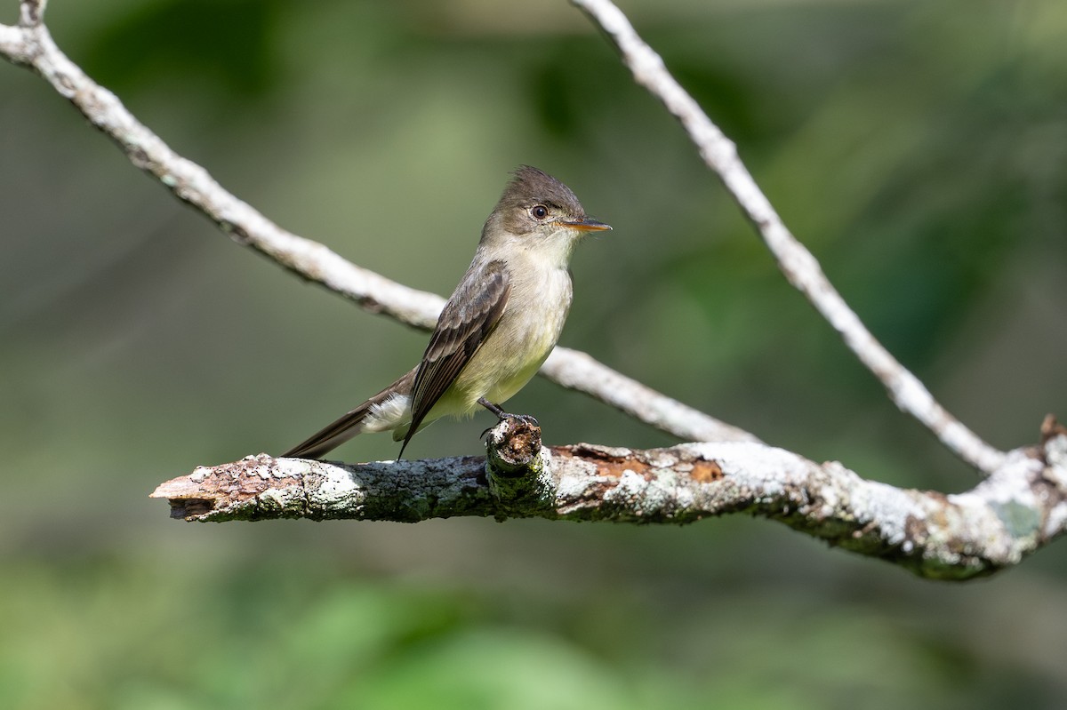 Northern Tropical Pewee - ML645493159