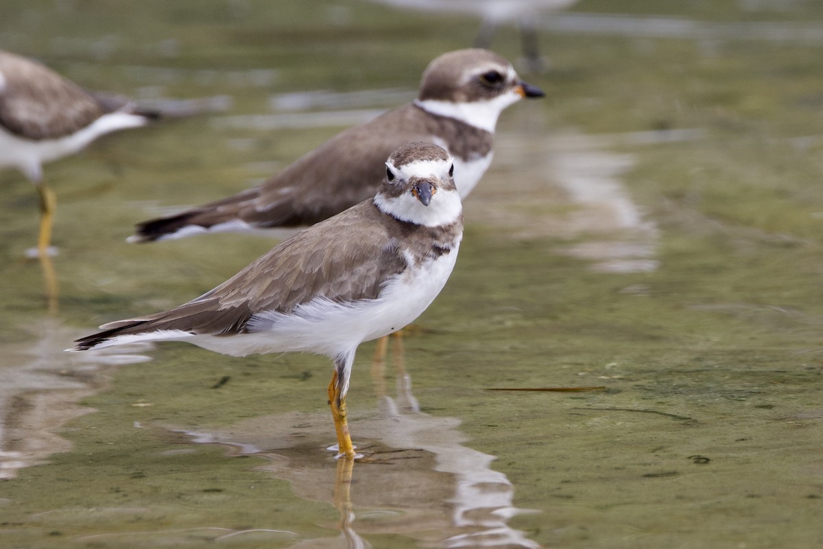 Semipalmated Plover - ML645493167