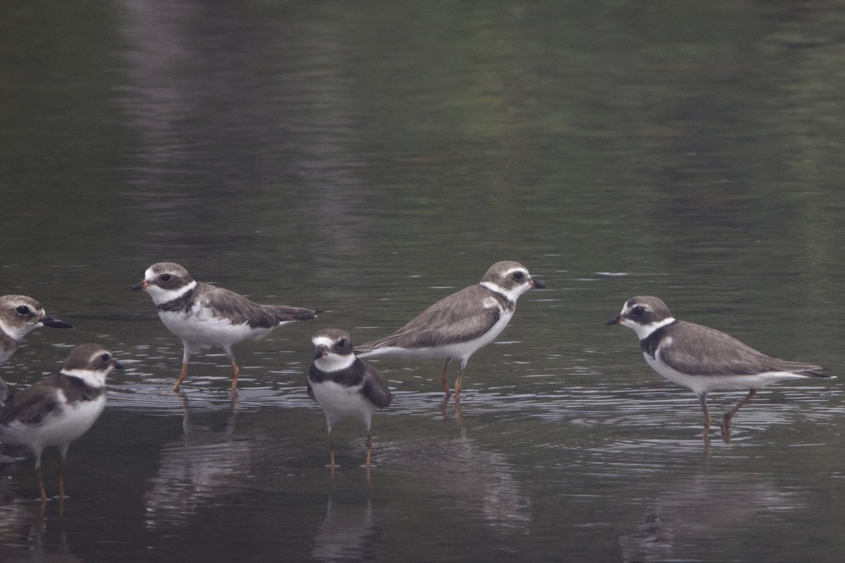 Semipalmated Plover - ML645493169