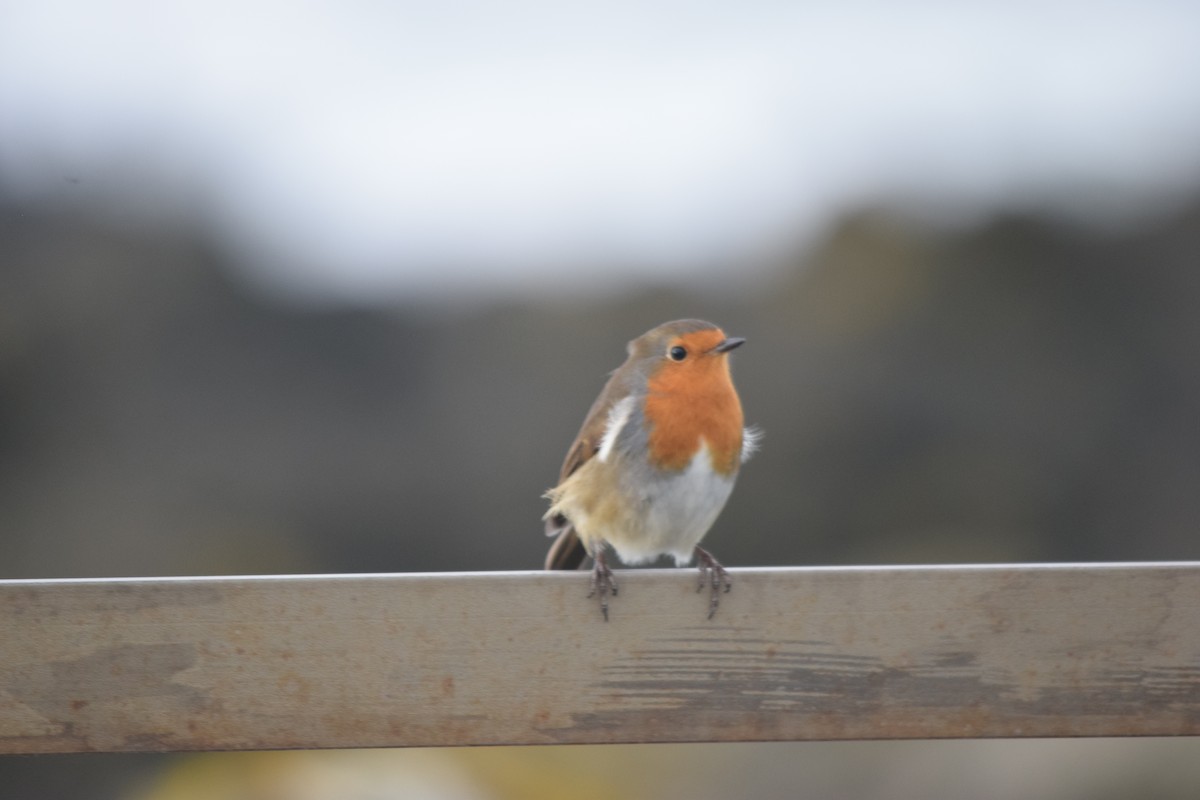 ヨーロッパコマドリ - ML645493171