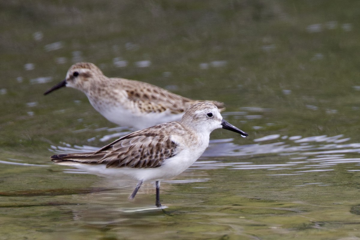 Semipalmated Sandpiper - ML645493172