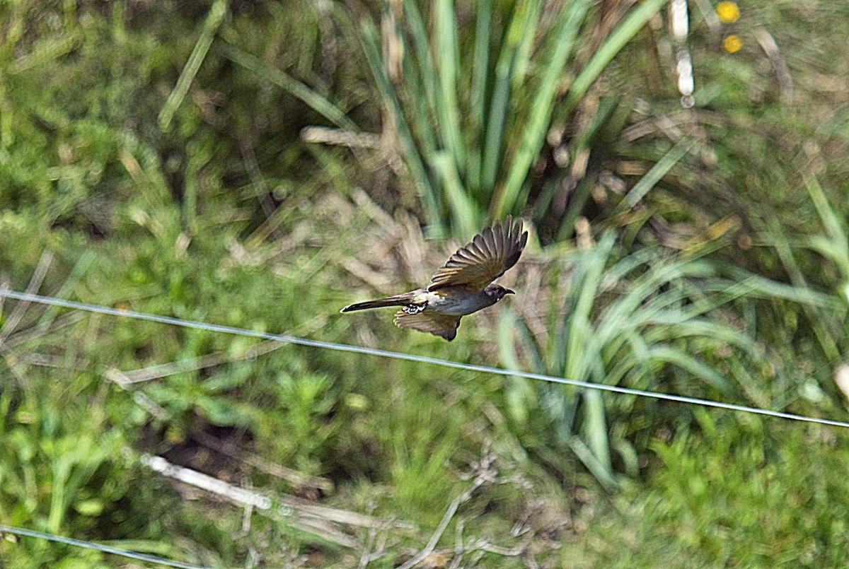 Пепельная пиайя - ML645493173