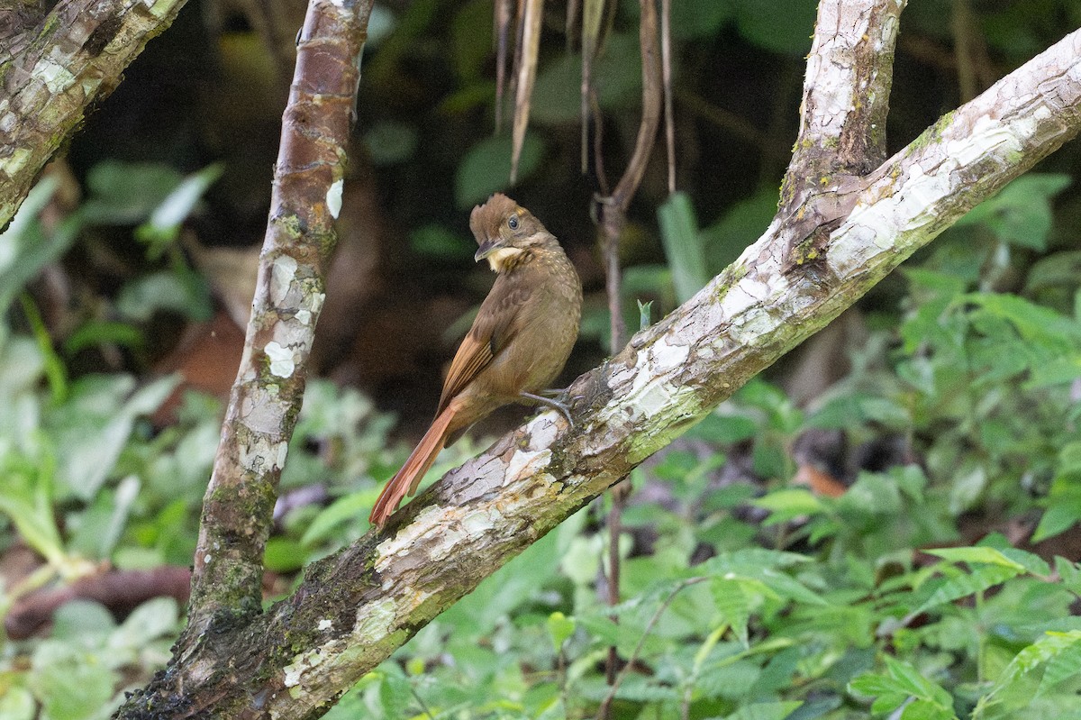 Grimpar à ailes rousses - ML645493174