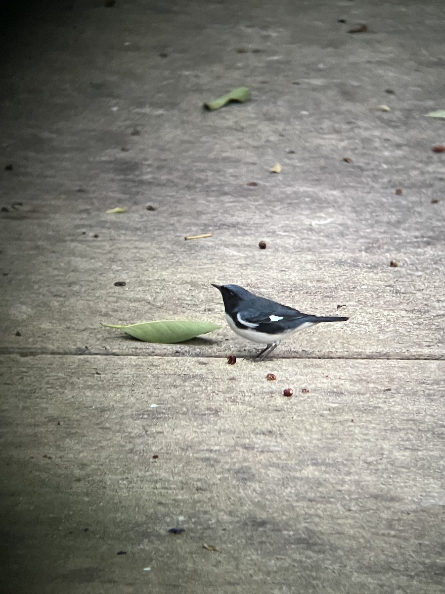 Black-throated Blue Warbler - ML645493175