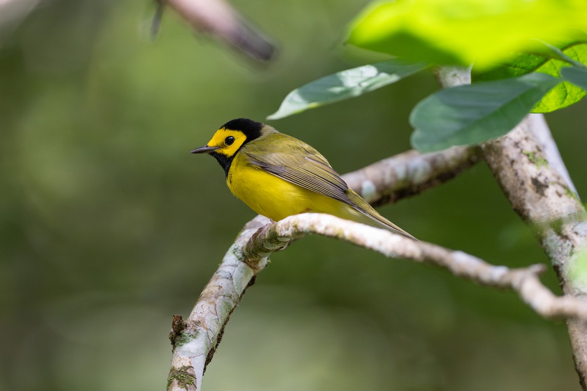 Paruline à capuchon - ML645493182