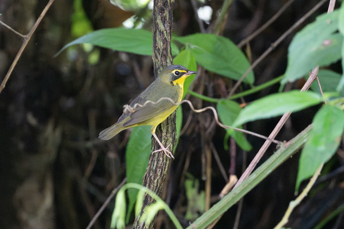 Reinita de Kentucky - ML645493183