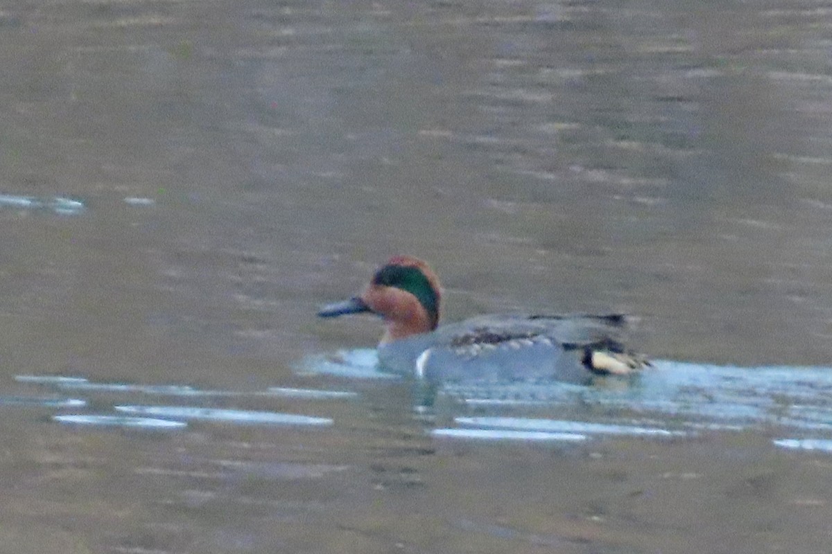 Green-winged Teal - ML645493189