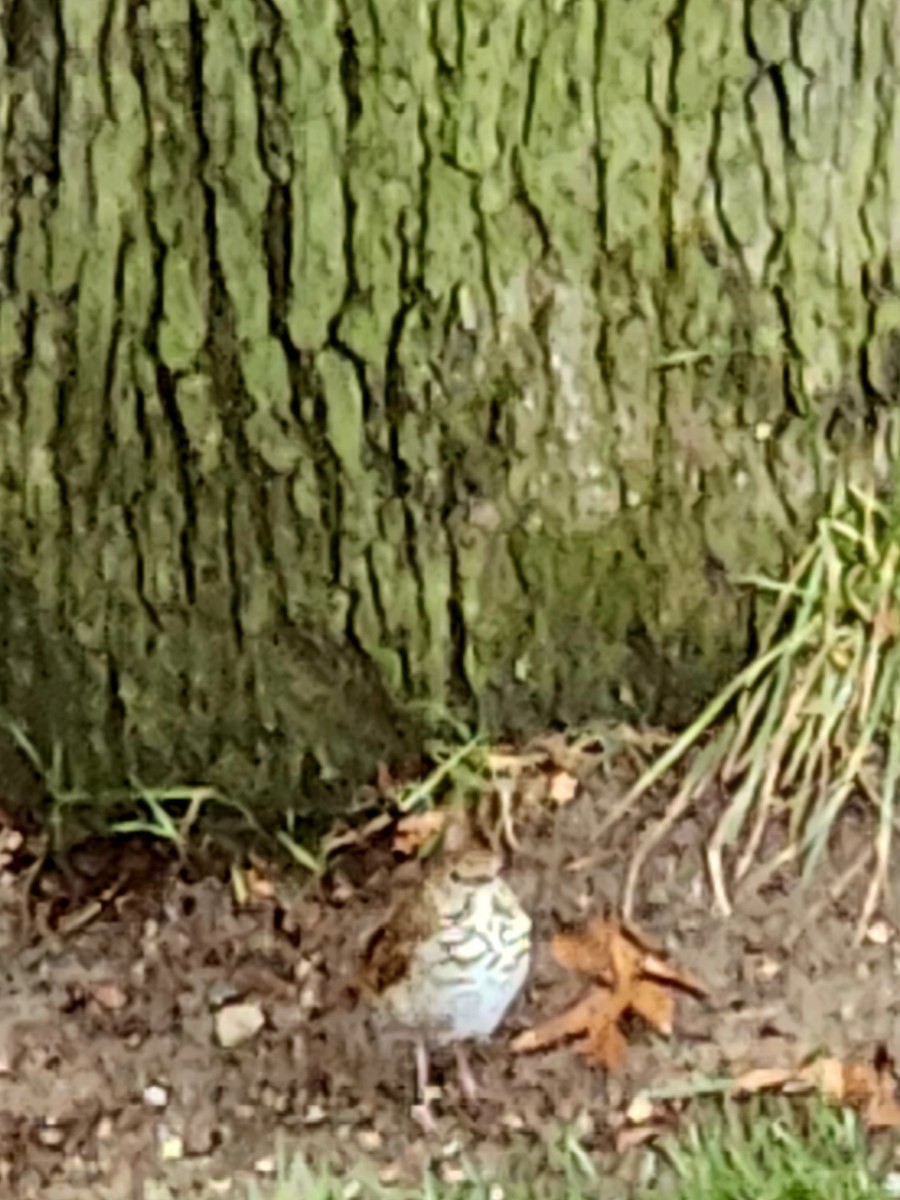 Hermit Thrush - ML645493190
