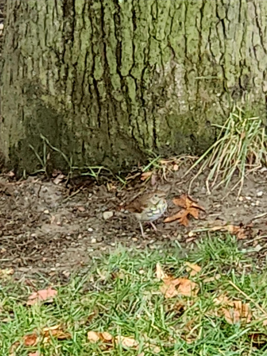 Hermit Thrush - ML645493191