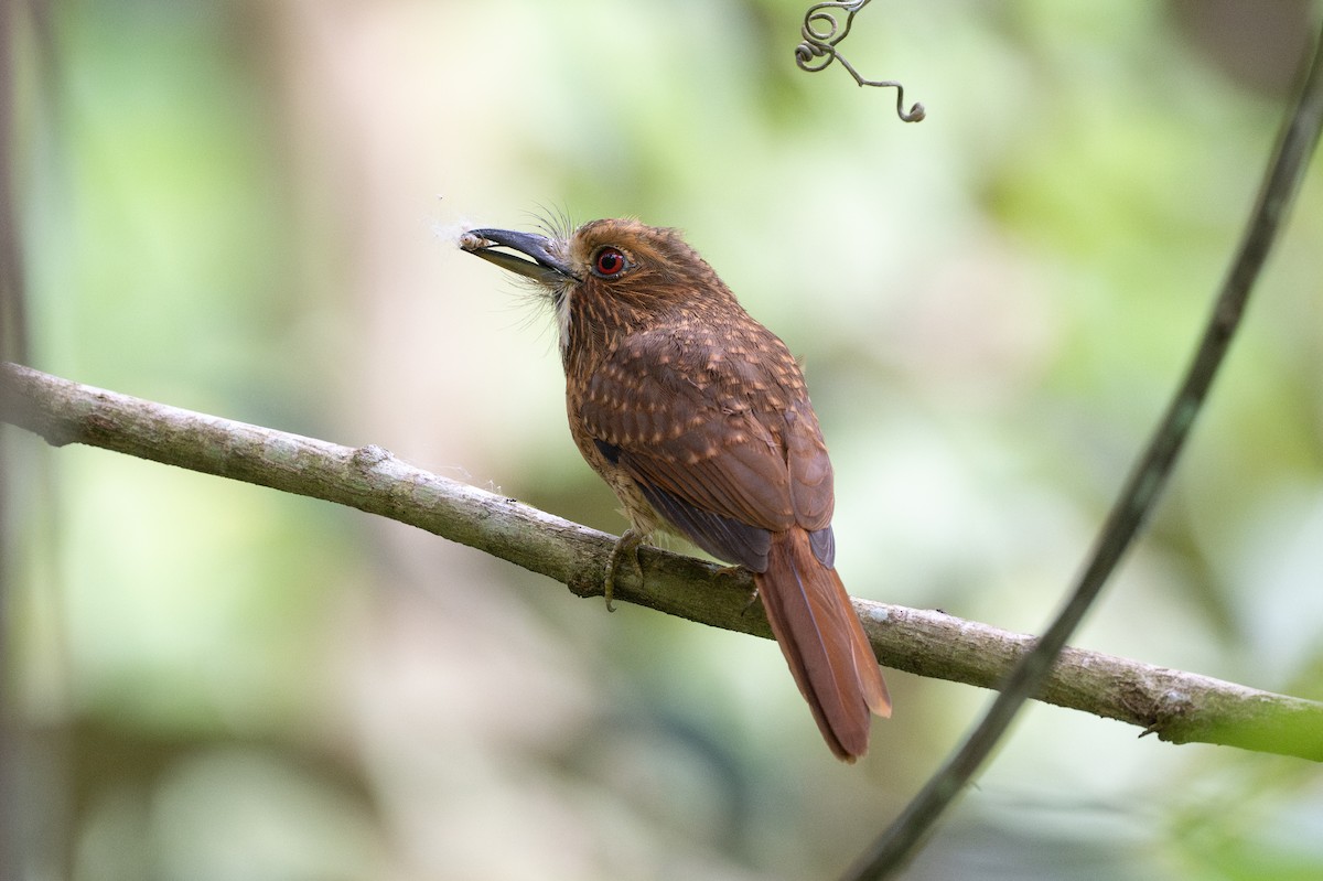 White-whiskered Puffbird - ML645493192